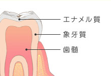 エナメル質・象牙質・歯髄
